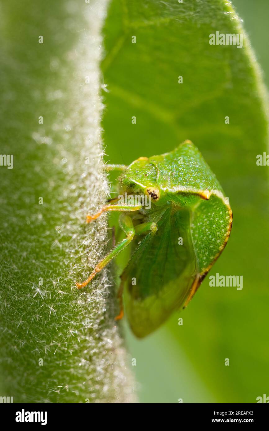 buffalo Treehopper (Stickocephala bisonia) macro shot Banque D'Images