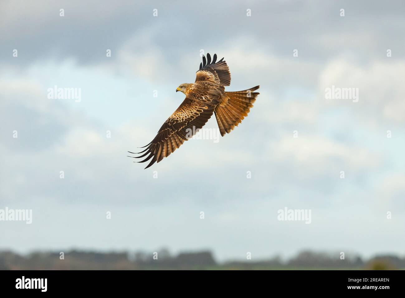 Cerf-volant rouge Milvus milvus, adulte en vol, Berwick Bassett, Wiltshire, Royaume-Uni, Janvier Banque D'Images