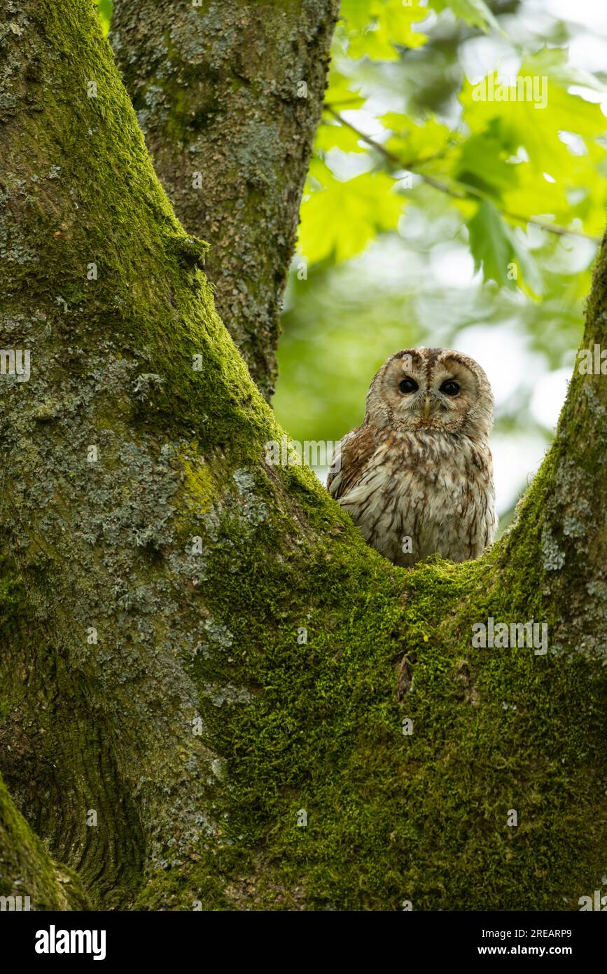 Tawny Owl Strix aluco (captif), mâle adulte perché dans les bois, Hawk Conservancy Trust, Hampshire, Royaume-Uni, avril Banque D'Images