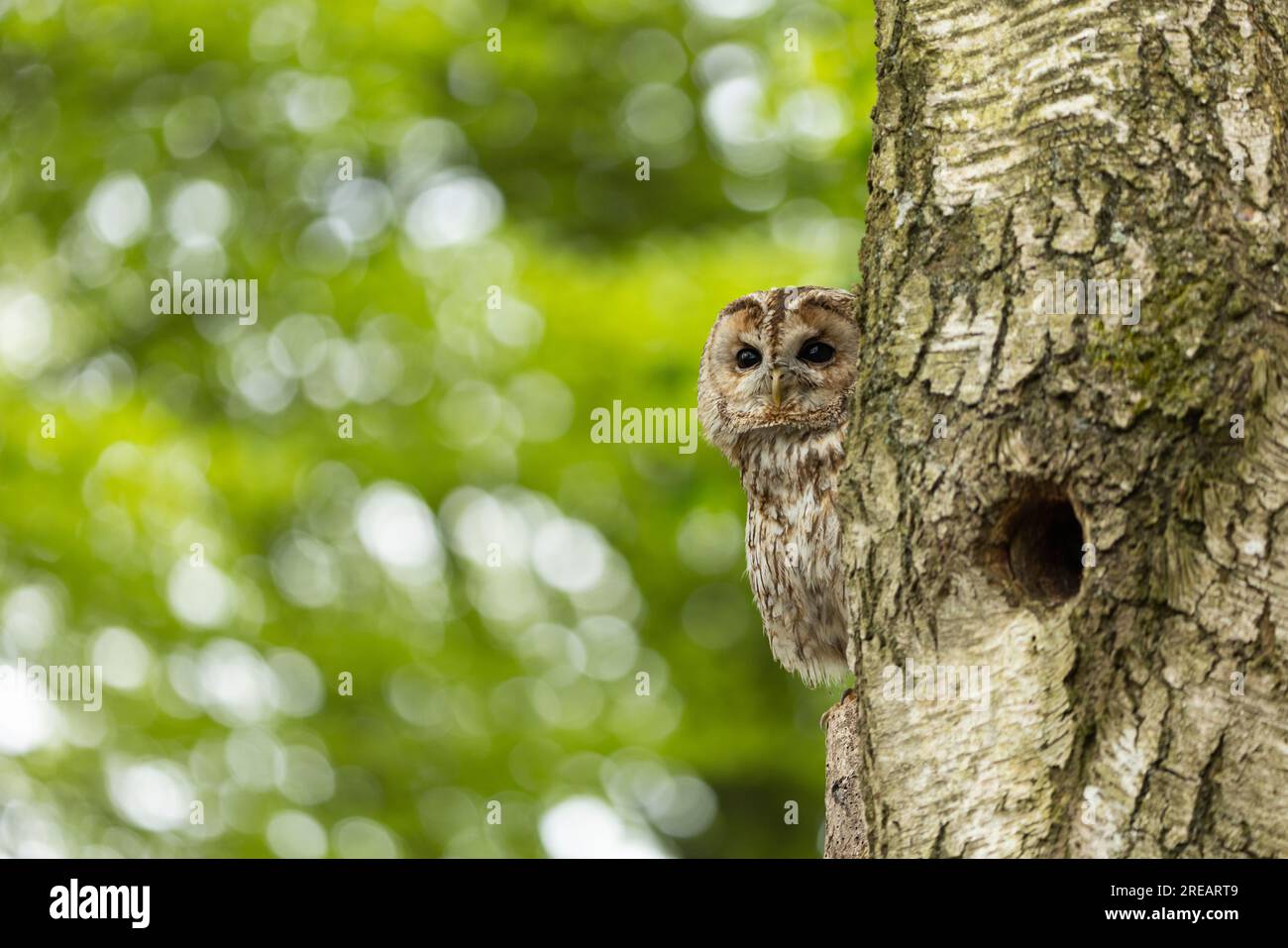 Tawny Owl Strix aluco (captif), mâle adulte perché dans les bois, Hawk Conservancy Trust, Hampshire, Royaume-Uni, avril Banque D'Images