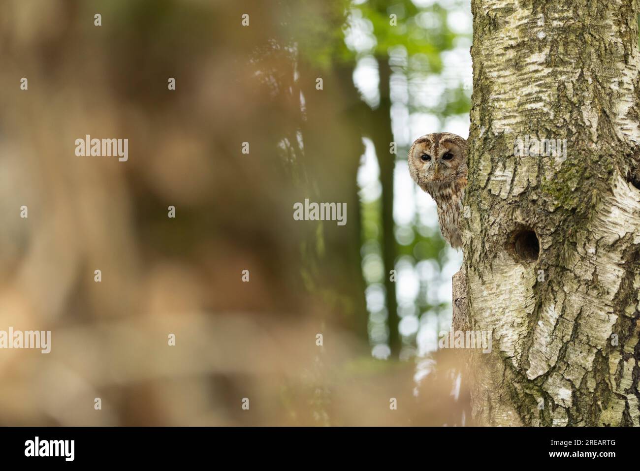 Tawny Owl Strix aluco (captif), mâle adulte perché dans les bois, Hawk Conservancy Trust, Hampshire, Royaume-Uni, avril Banque D'Images