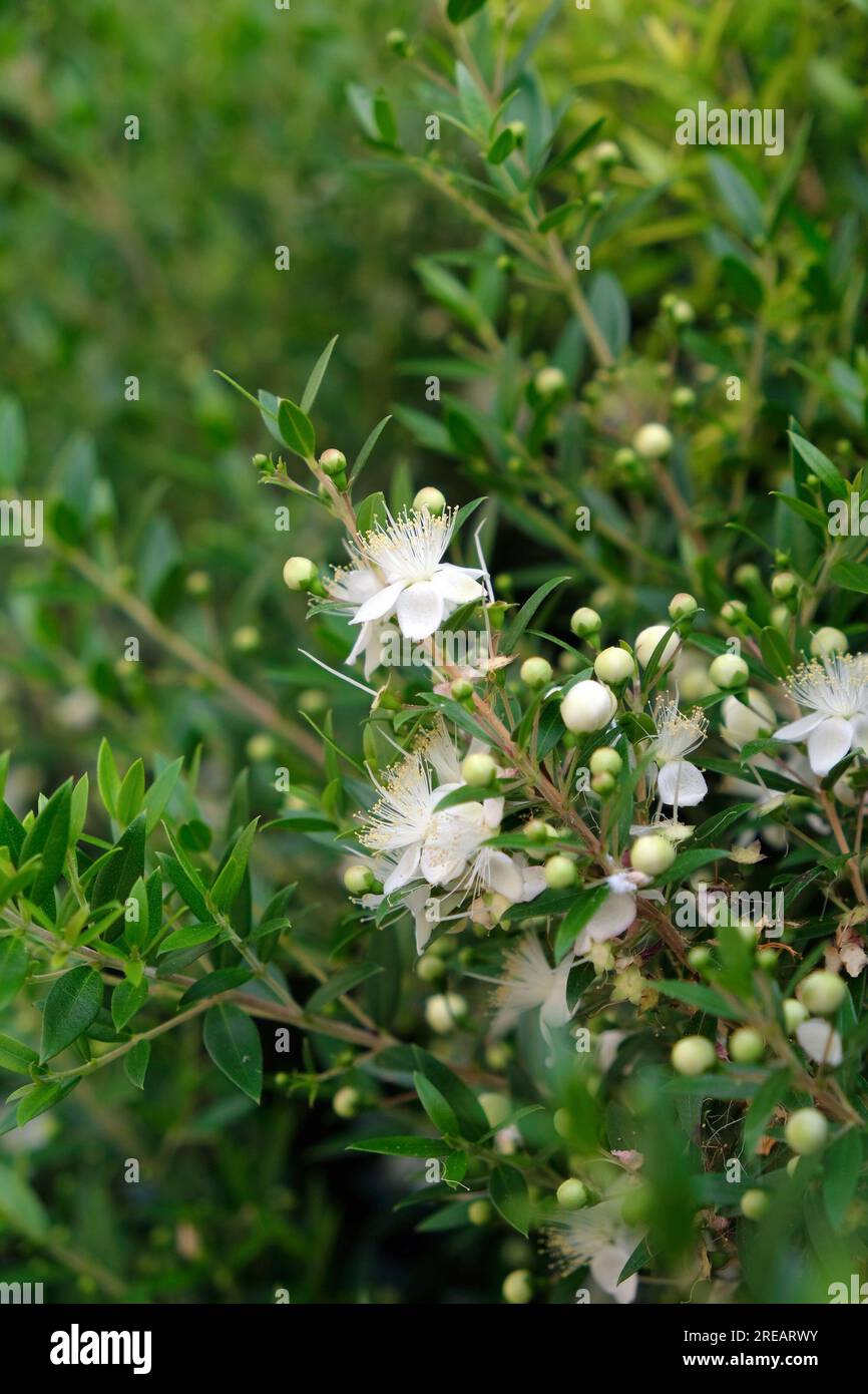 Myrtus communis, plante commune à fleurs de myrte populaire pour les propriétés anti-inflammatoires de ses huiles essentielles. Banque D'Images