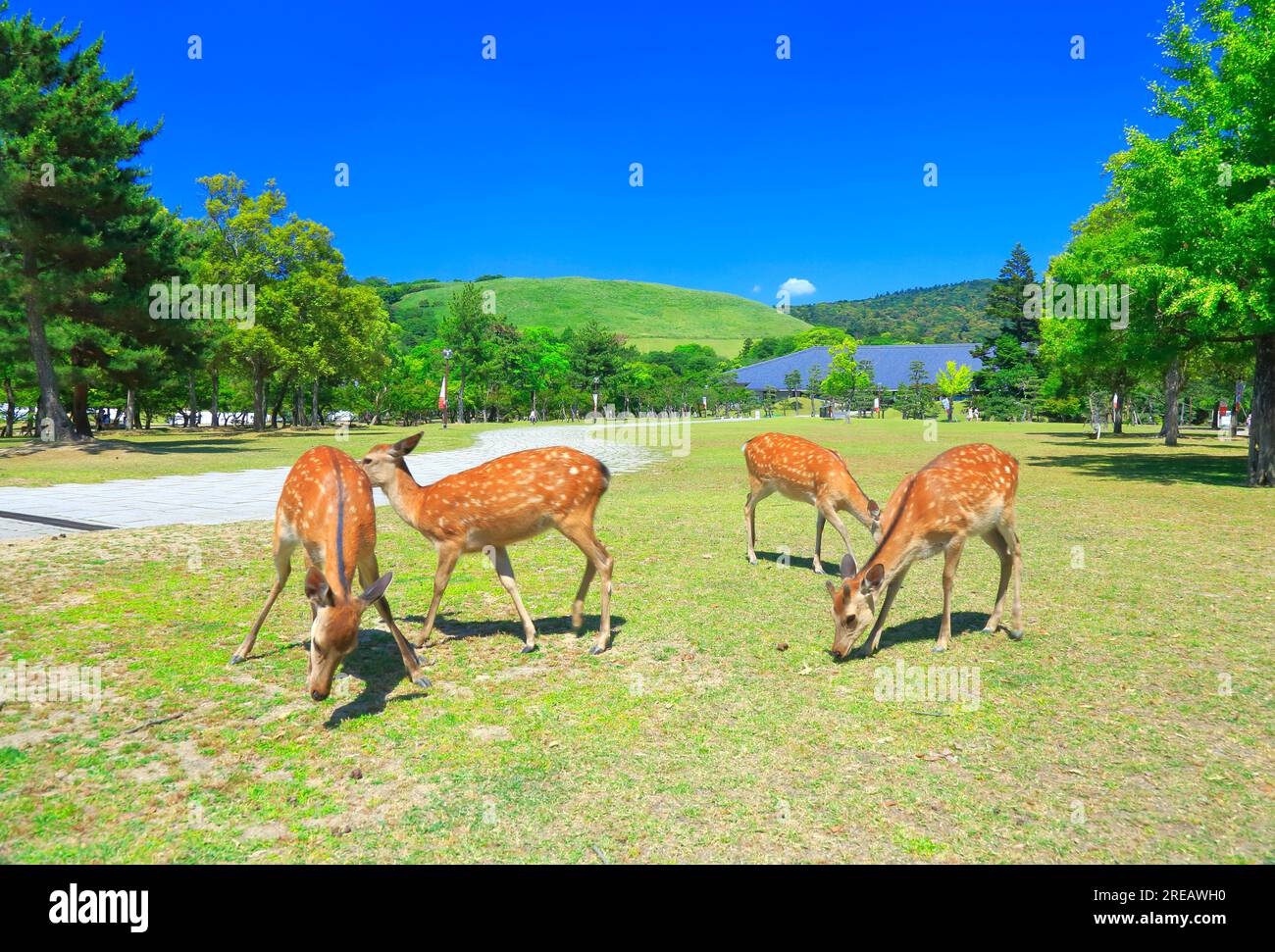 Nara Park au printemps Banque D'Images