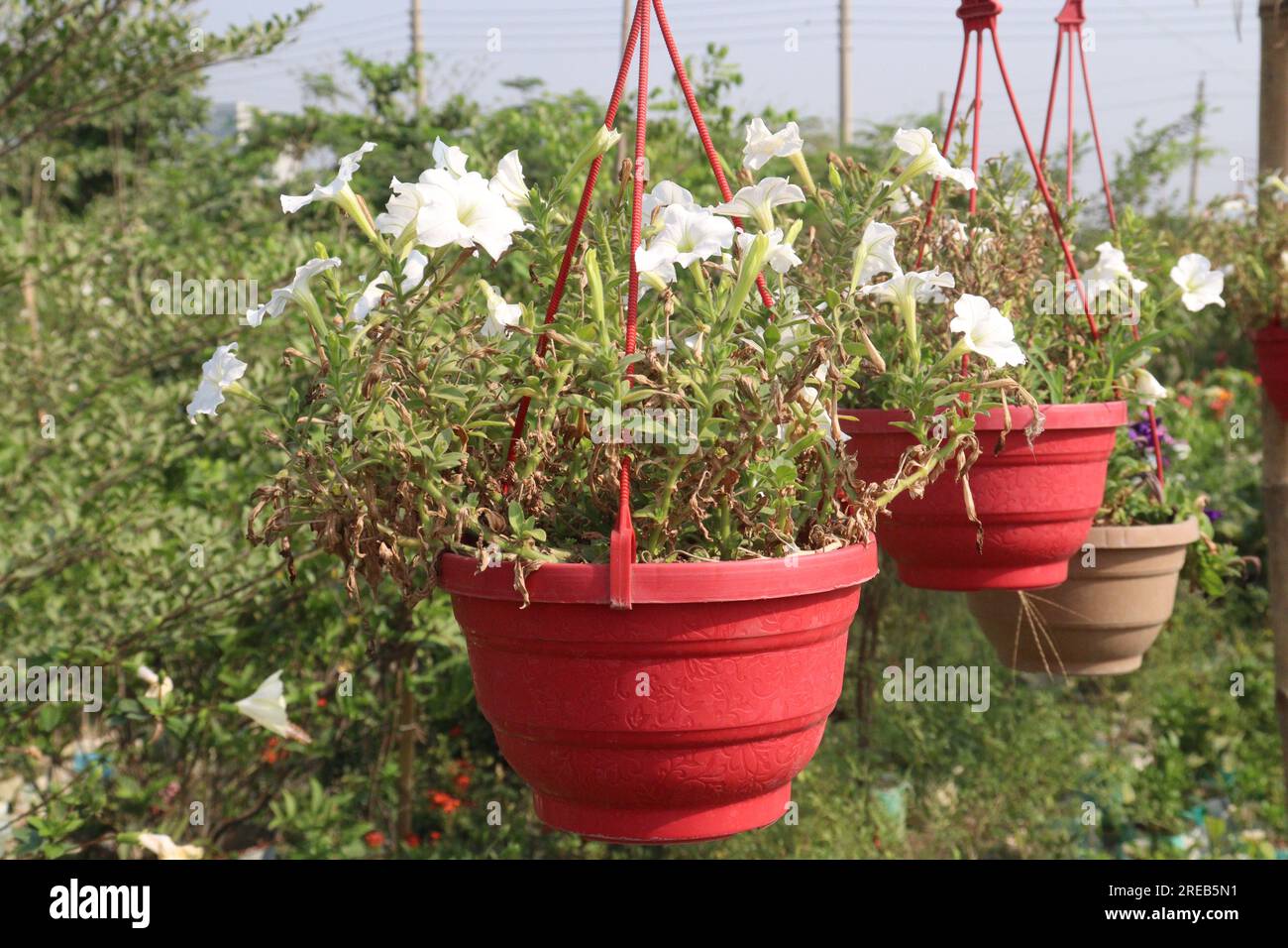 Petunia 'Shock Wave denim plante de fleurs sur pot suspendu dans la ferme pour la récolte sont des cultures commerciales Banque D'Images