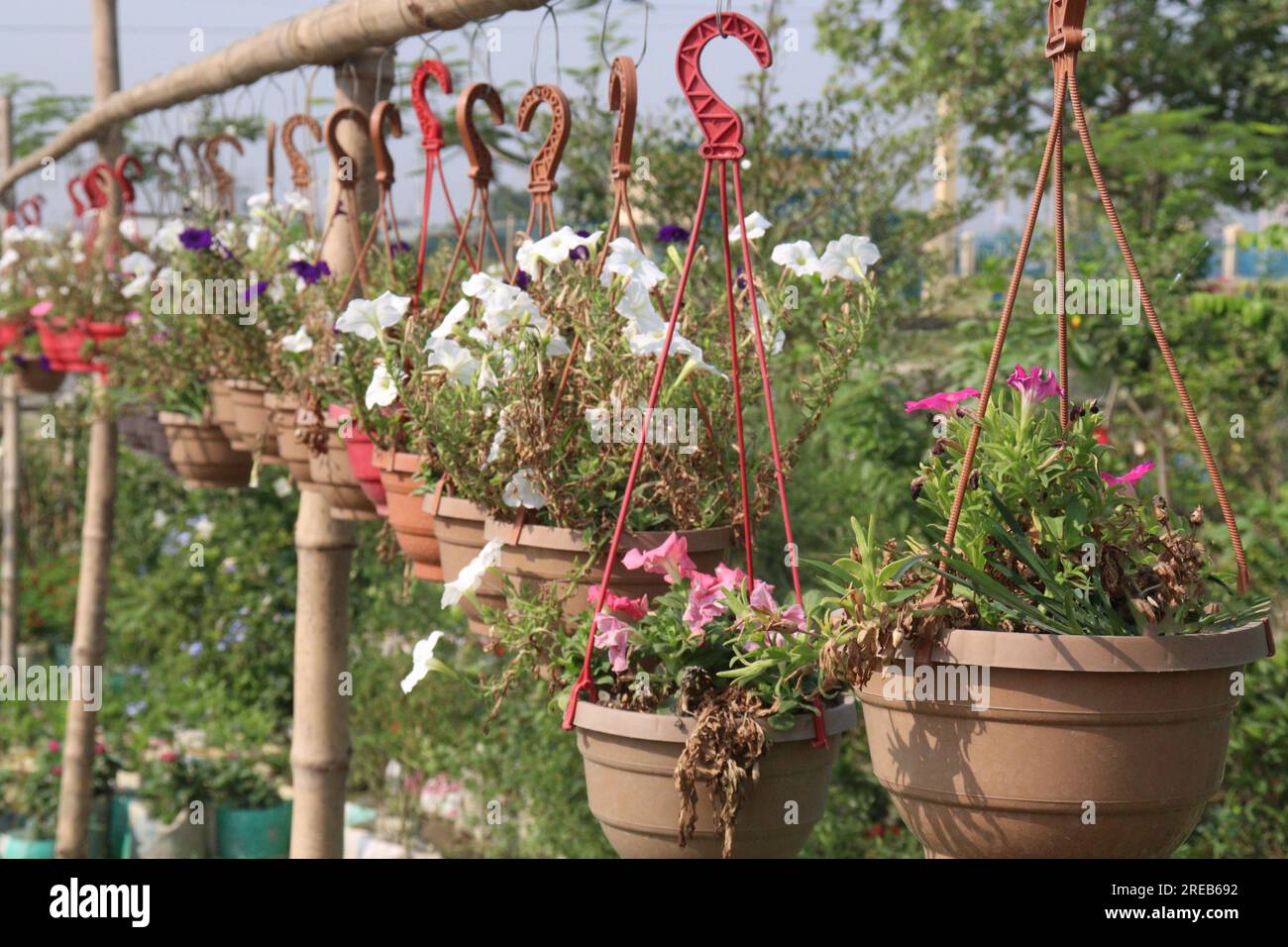 Petunia 'Shock Wave denim plante de fleurs sur pot suspendu dans la ferme pour la récolte sont des cultures commerciales Banque D'Images