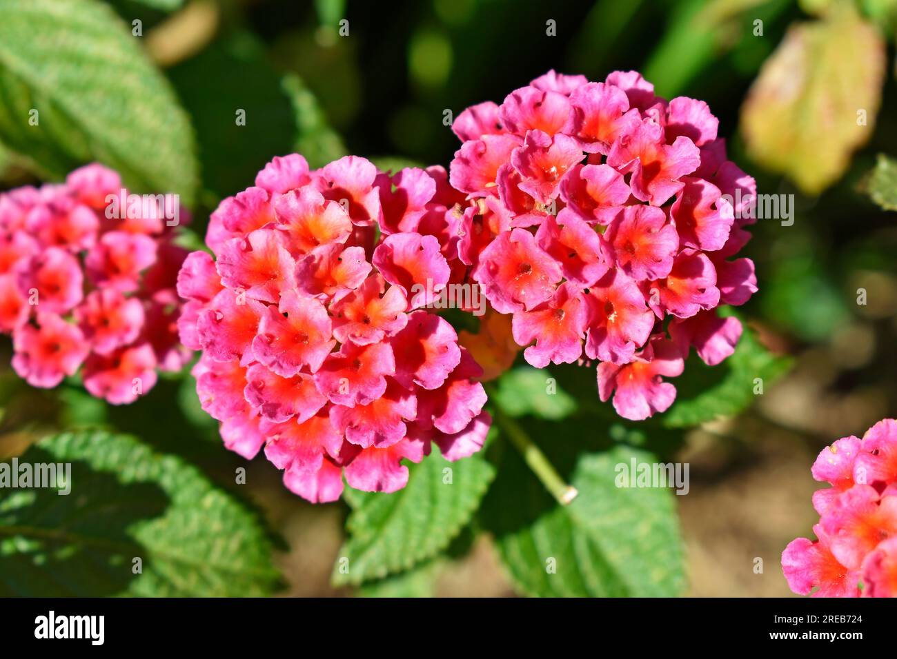 Fleurs de sauge sauvage (Lantana camara) sur le jardin tropical à Teresopolis, Rio de Janeiro, Brésil Banque D'Images