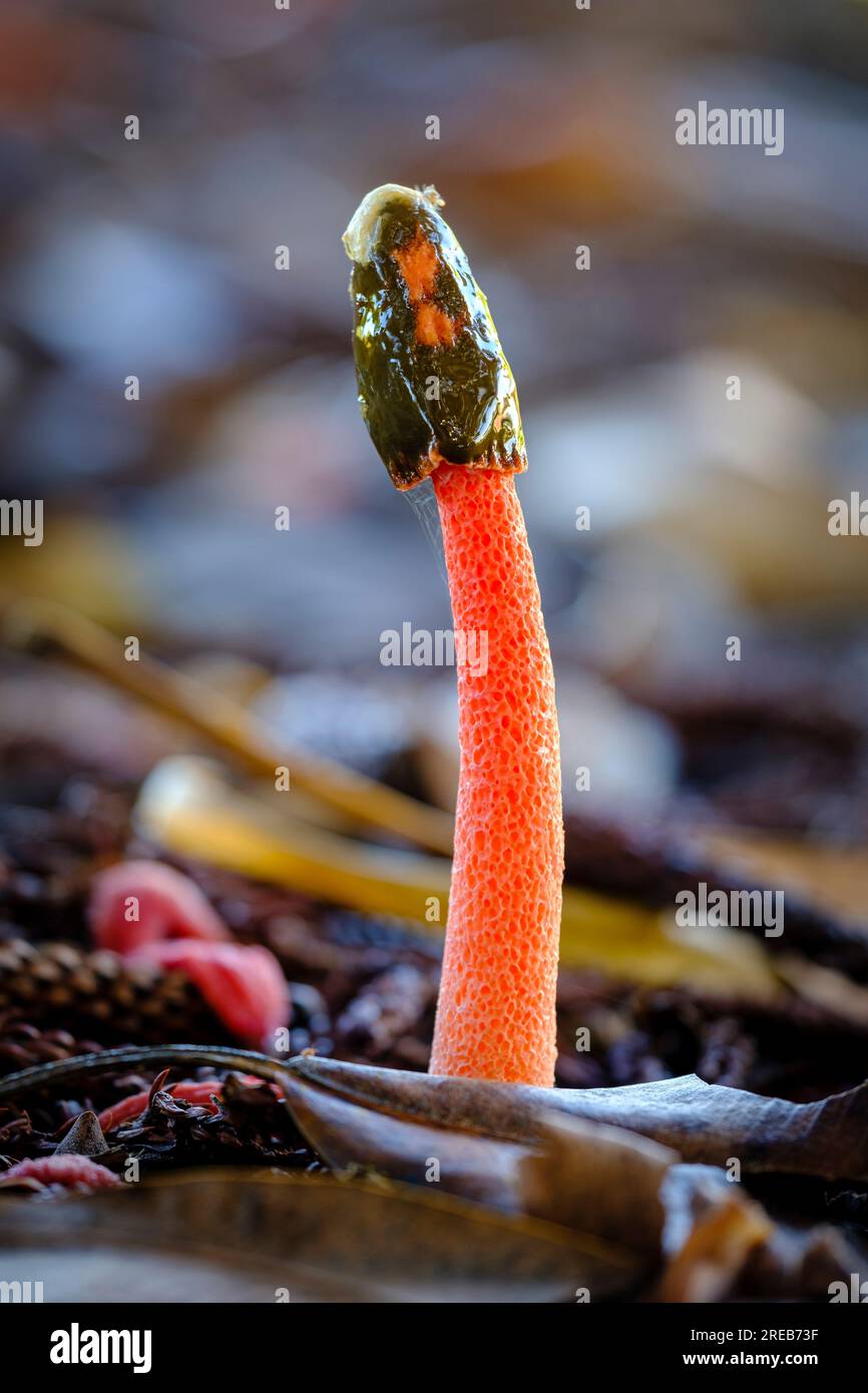 Champignons après la pluie à la réserve John Oxley - Phallus rubicundus) Banque D'Images