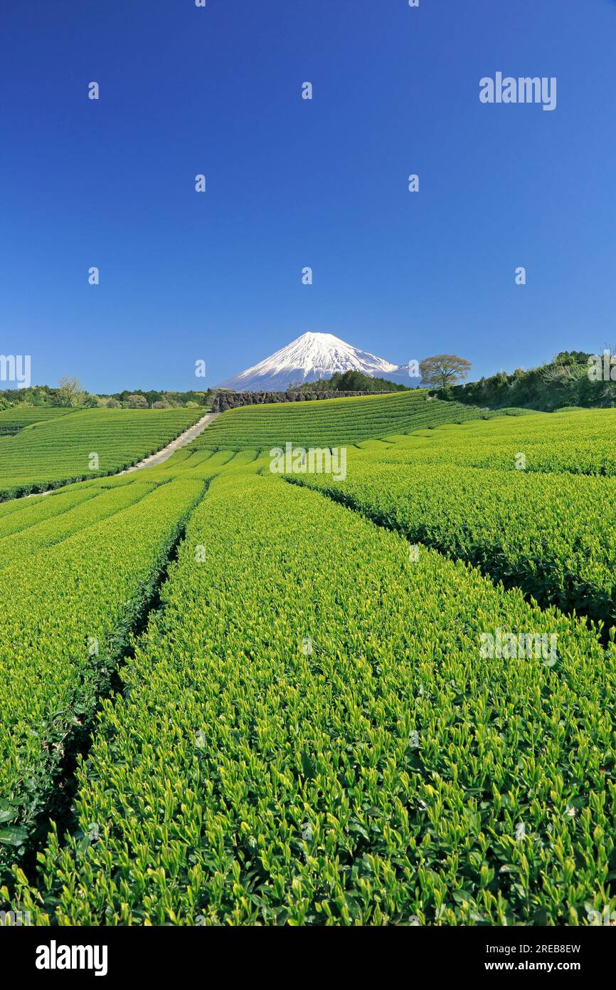 Mont Fuji et une plantation de thé Banque D'Images