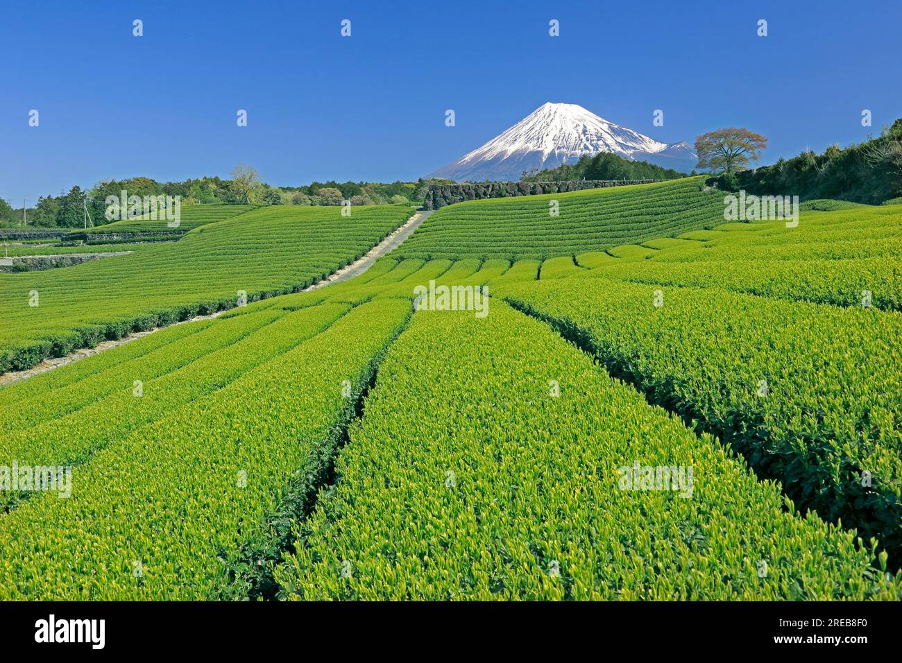 Mont Fuji et une plantation de thé Banque D'Images