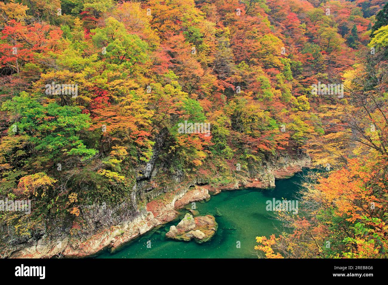 Feuilles d'automne dans la vallée de Dakigaeri Banque D'Images