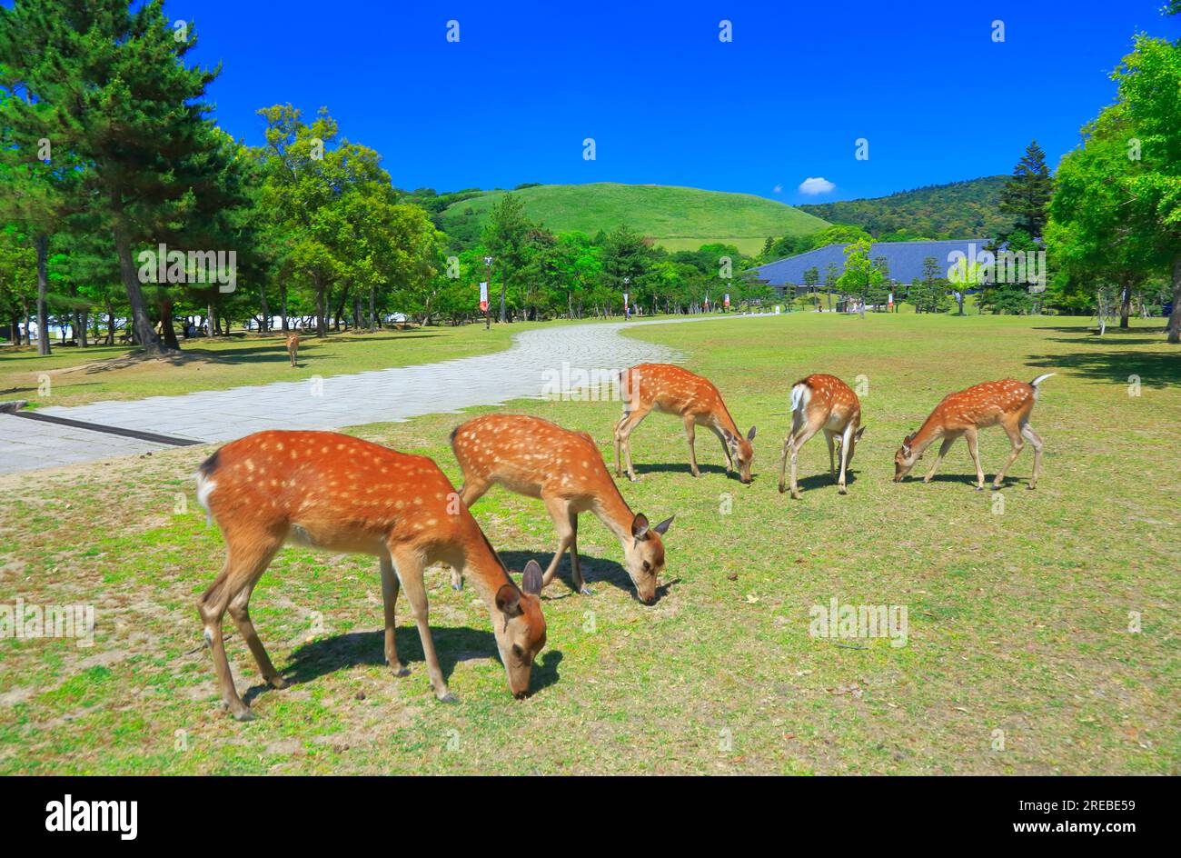 Nara Park au printemps Banque D'Images