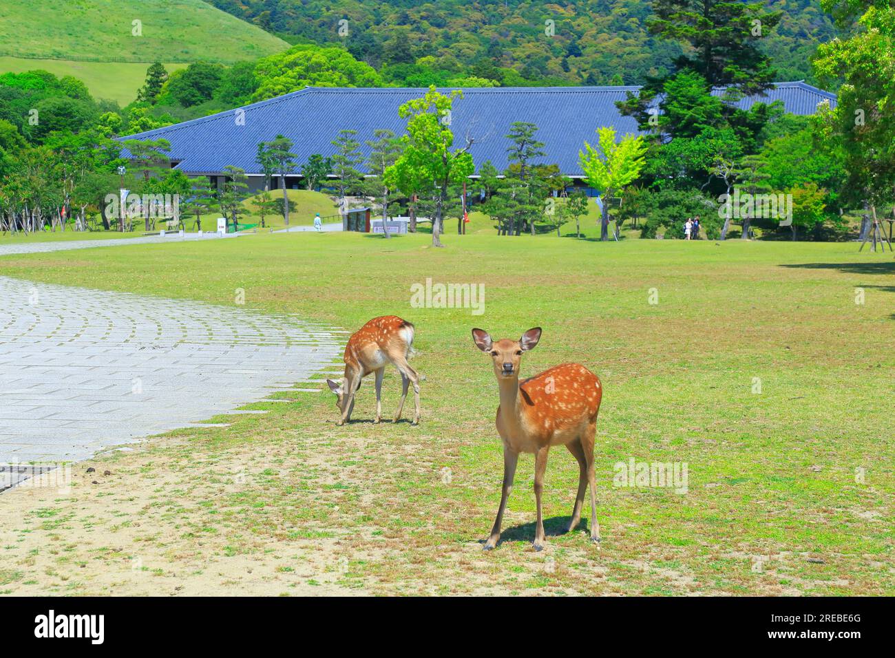Nara Park au printemps Banque D'Images