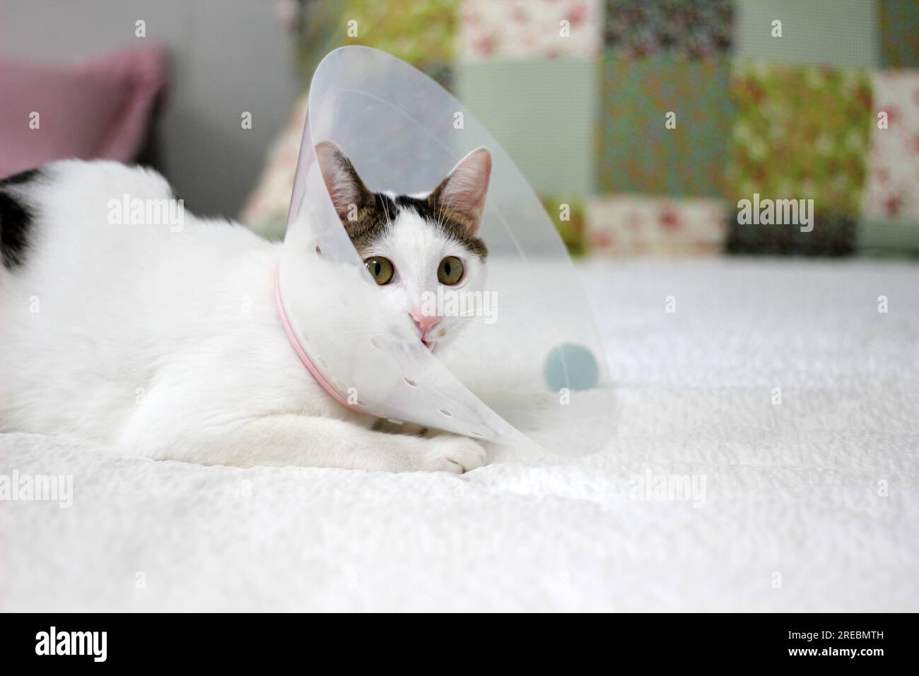 Petit chat bobtail japonais avec col élisabéthain après chirurgie de spay Banque D'Images