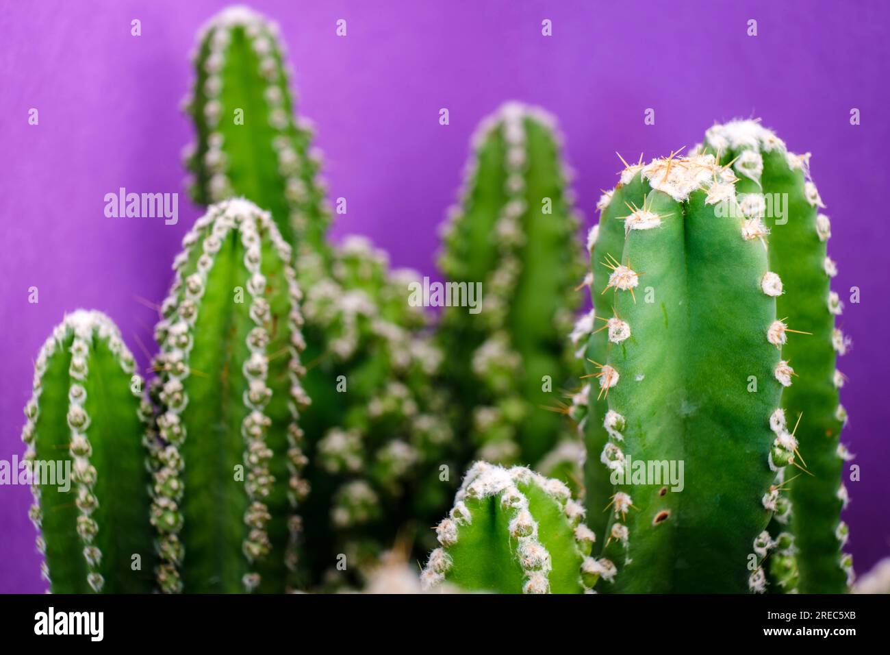 cactus pour ordinateur, Cereus uruguayanus, Majorque, Îles Baléares, Espagne Banque D'Images
