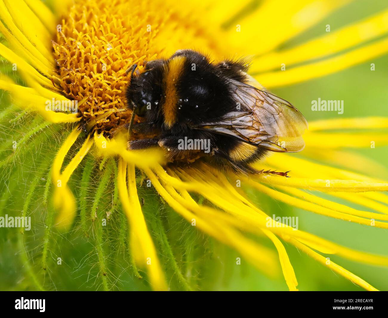 Bourdon à queue blanche, Bombus lucorum, endormi sur Inula hookeri dans un jardin britannique Banque D'Images