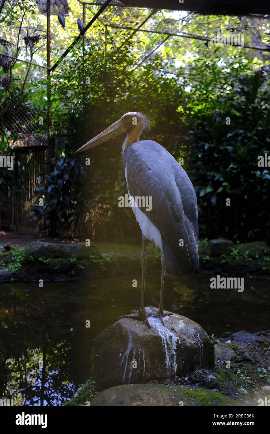 petit adjudant oiseau est relaxant le matin dans le jardin Banque D'Images