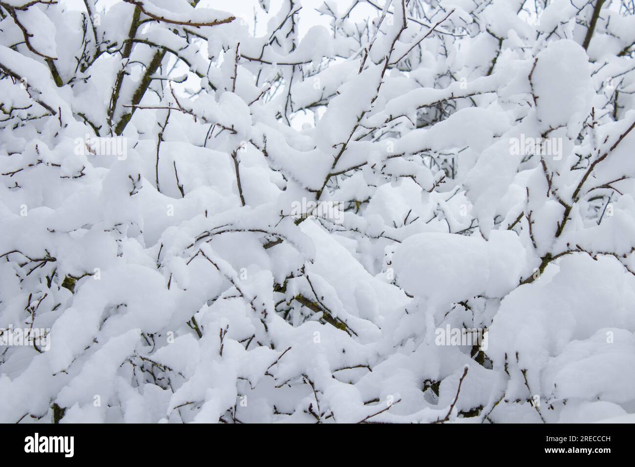 les arbres fruitiers sont couverts de neige dans le jardin Banque D'Images