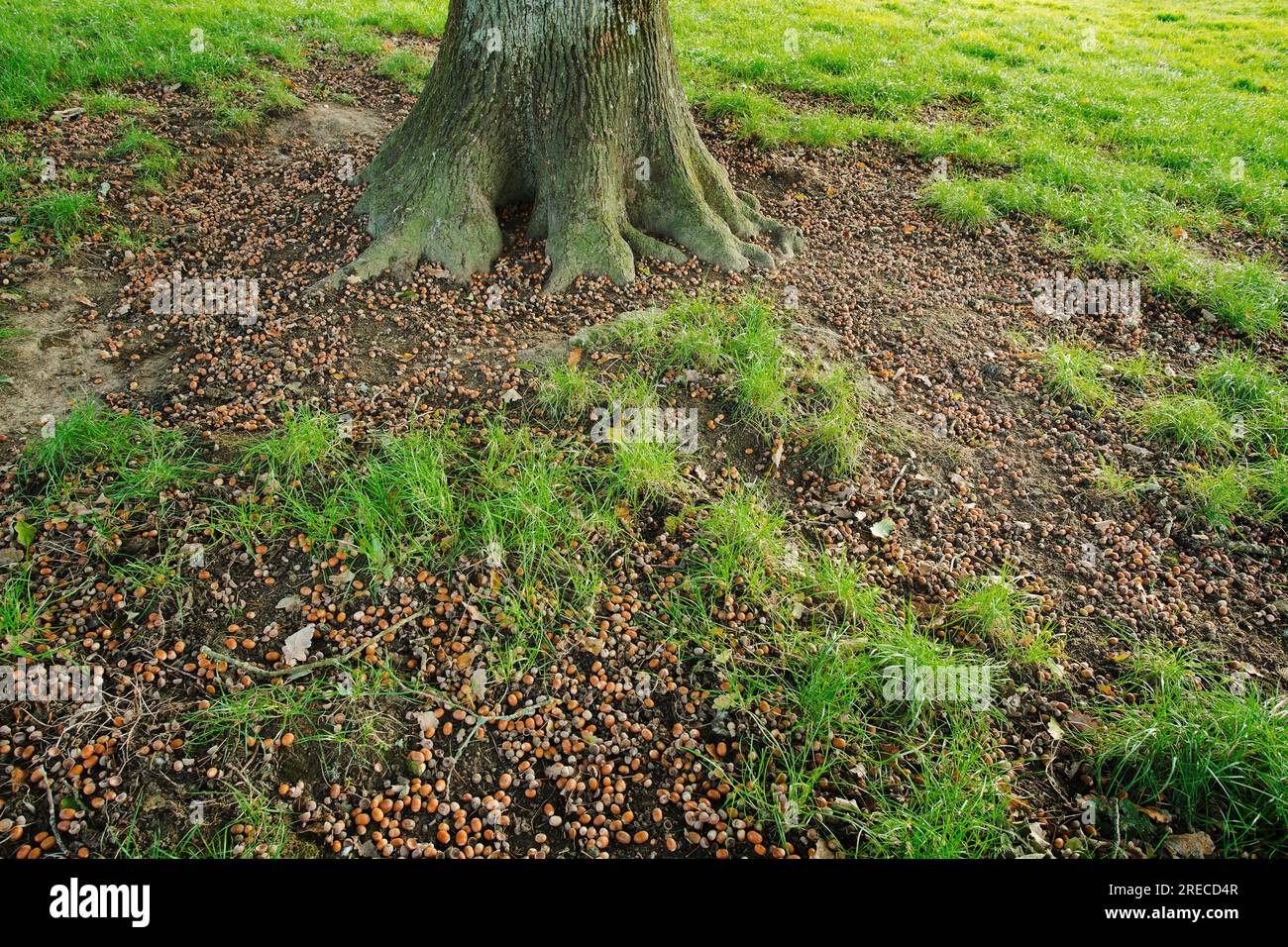 Une récolte exceptionnelle de glands, Une année de mât Banque D'Images