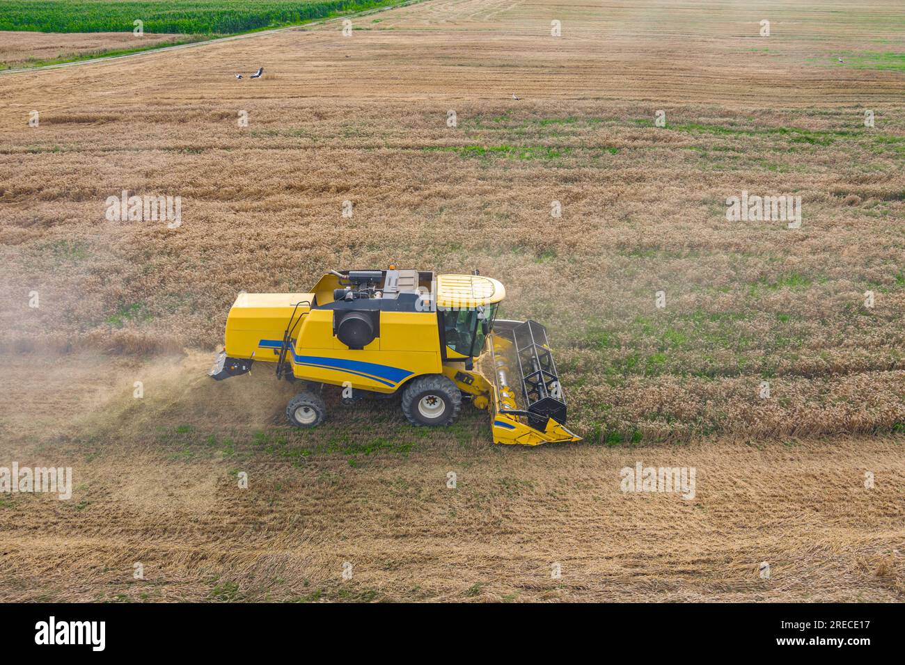 Moissonneuse-batteuse sur le champ de blé. Vue aérienne de l'agriculture Banque D'Images