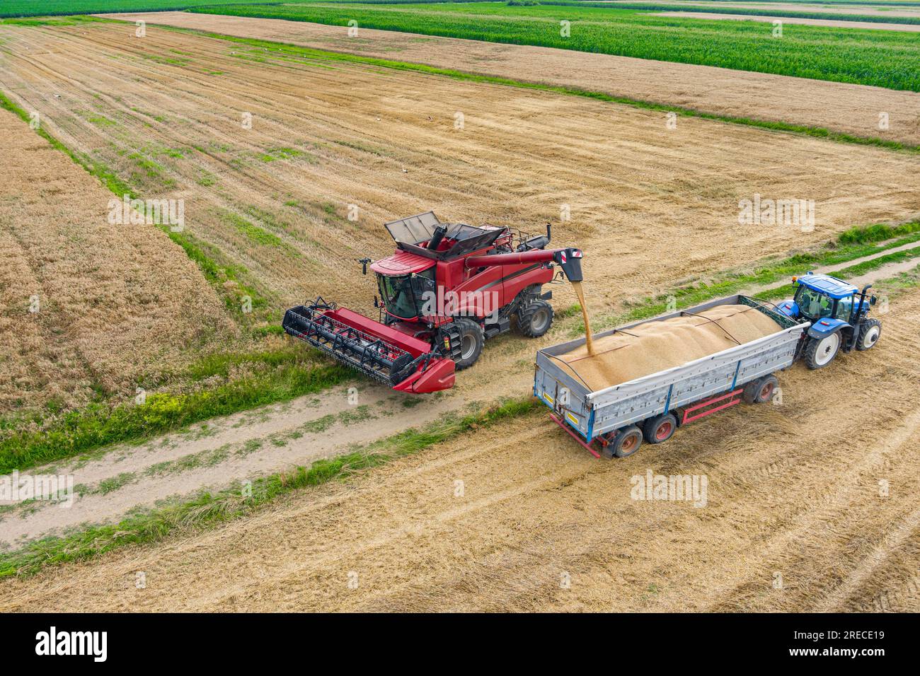 Moissonneuse-batteuse et tracteur travaillant sur un champ de blé. Vue aérienne de l'agriculture Banque D'Images