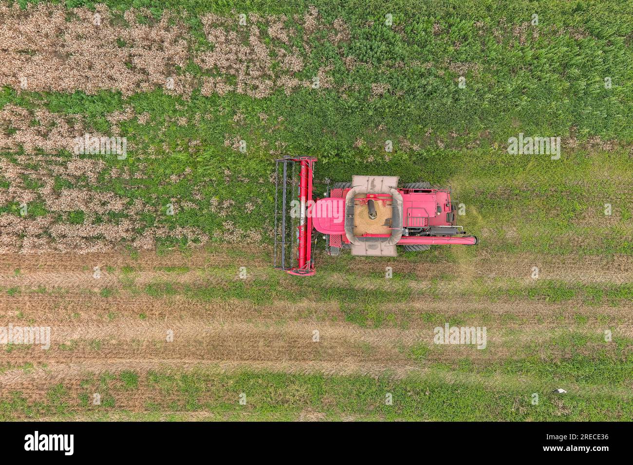 Moissonneuse-batteuse travaillant sur le champ de blé. Vue aérienne de l'agriculture Banque D'Images