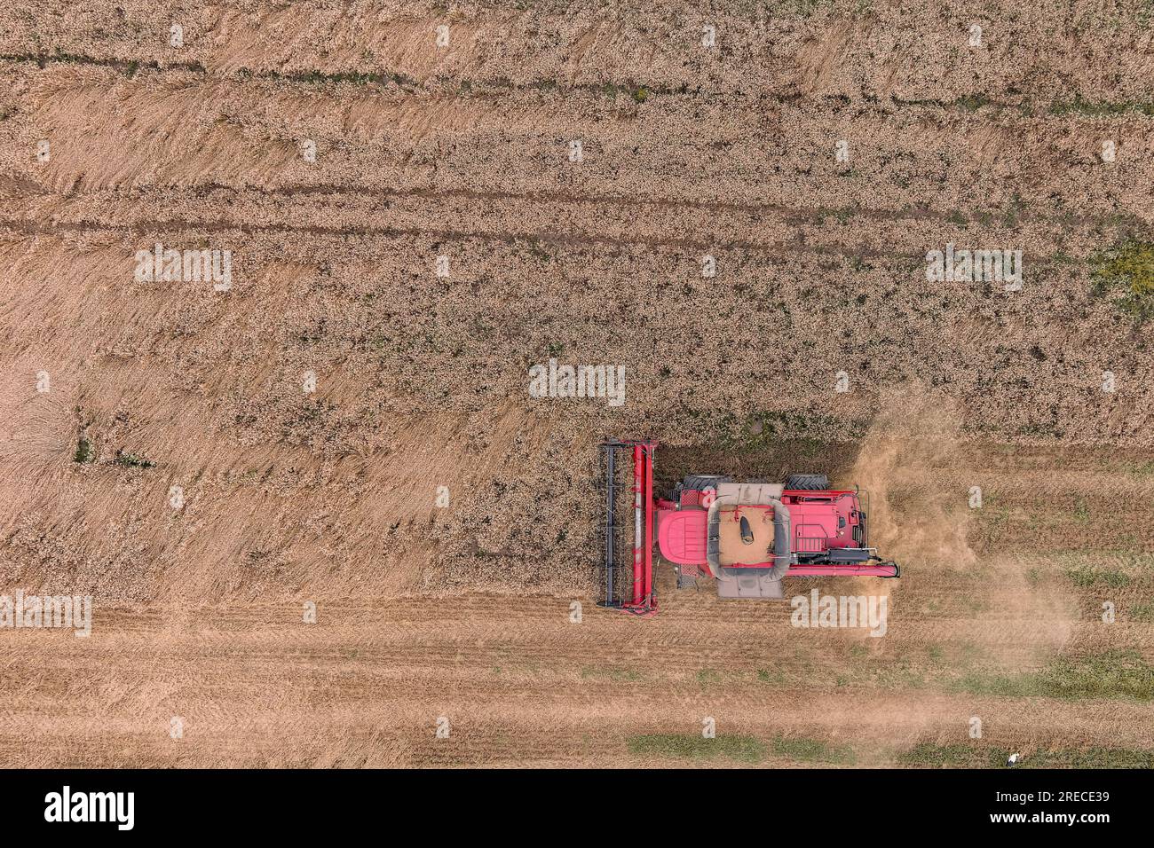 Champ de blé et moissonneuse-batteuse récoltant des céréales. Vue aérienne de l'agriculture Banque D'Images
