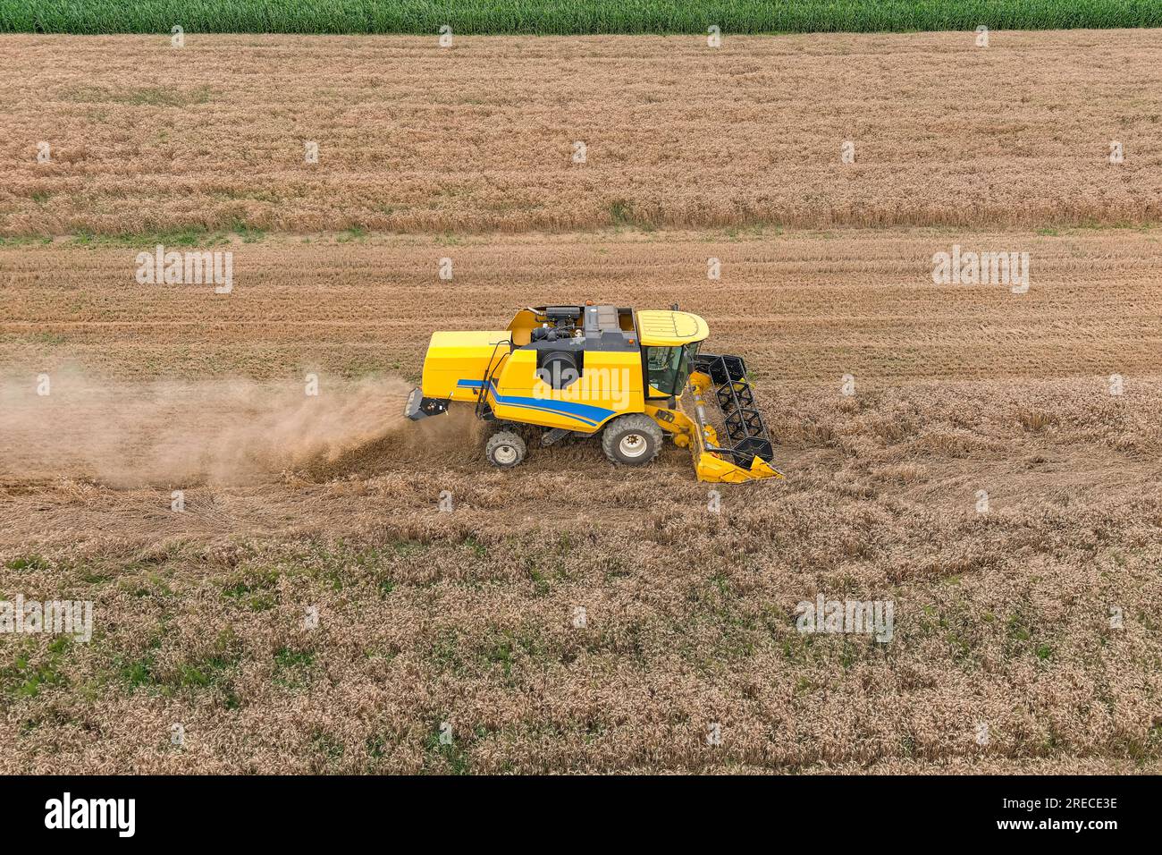 Moissonneuse-batteuse machine agricole récoltant un champ de blé mûr doré. Vue aérienne de l'agriculture Banque D'Images