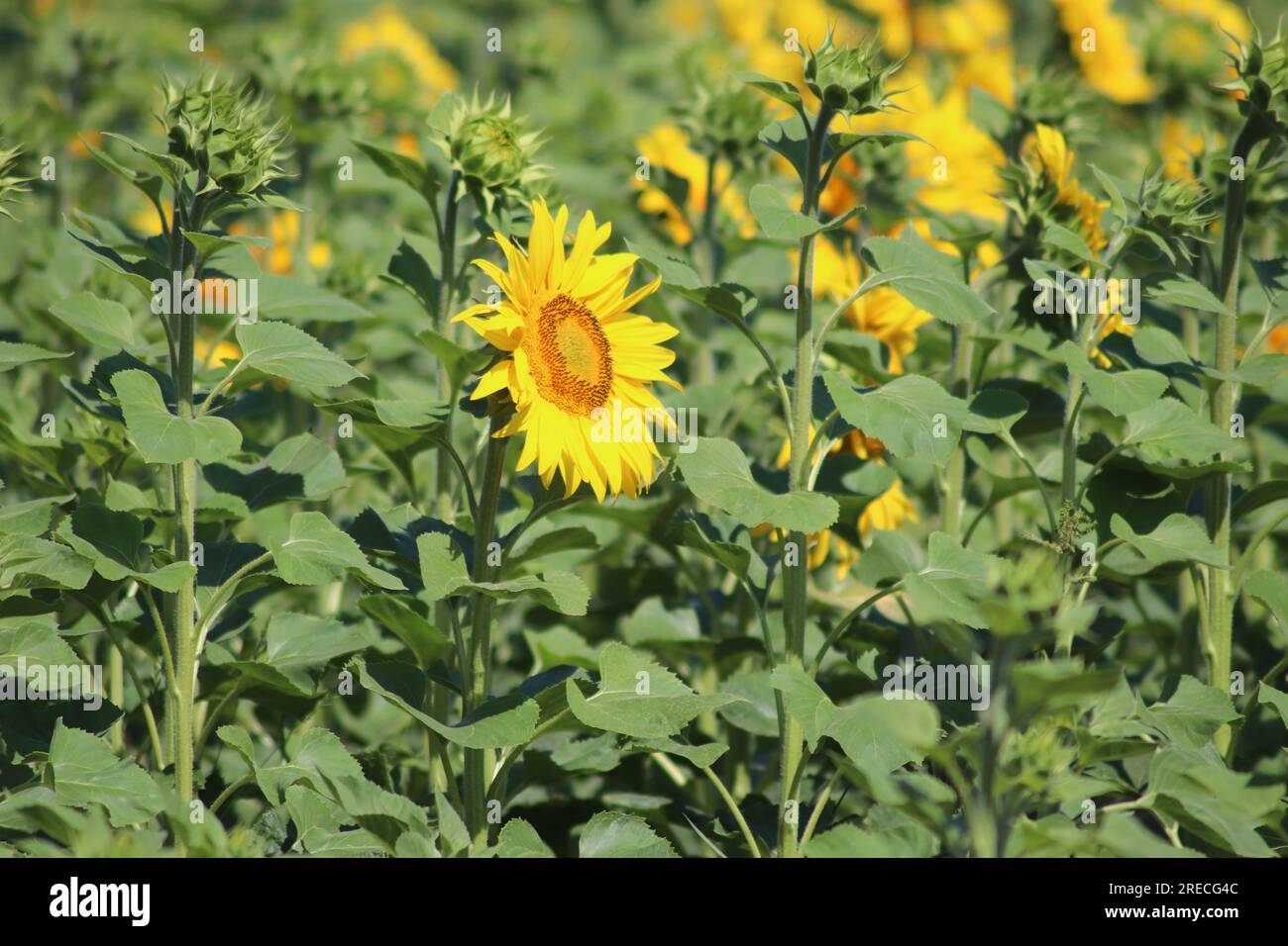 Beau champ de tournesols en coloration naturelle Banque D'Images