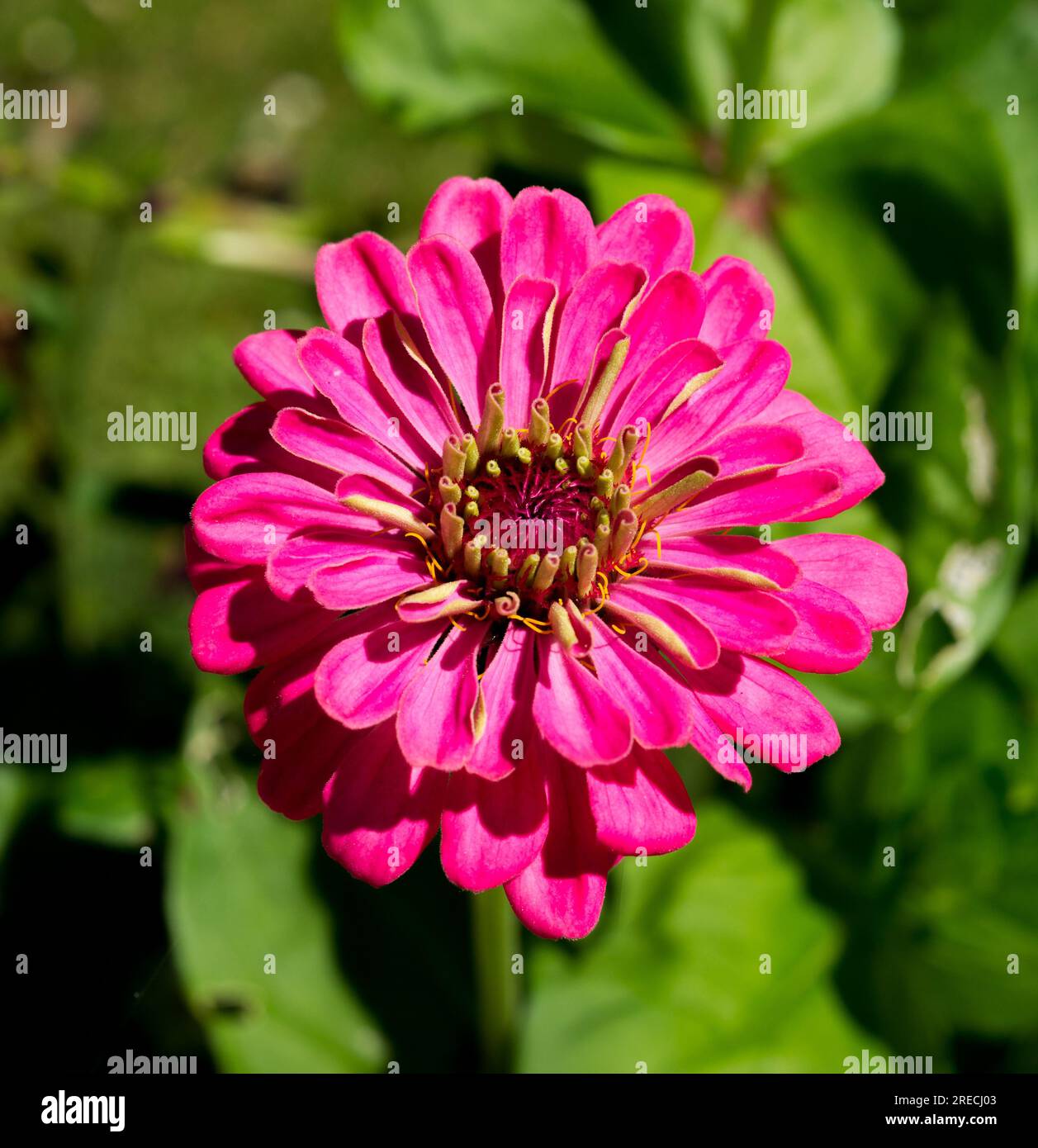 zinnia commune en violet vif Banque D'Images