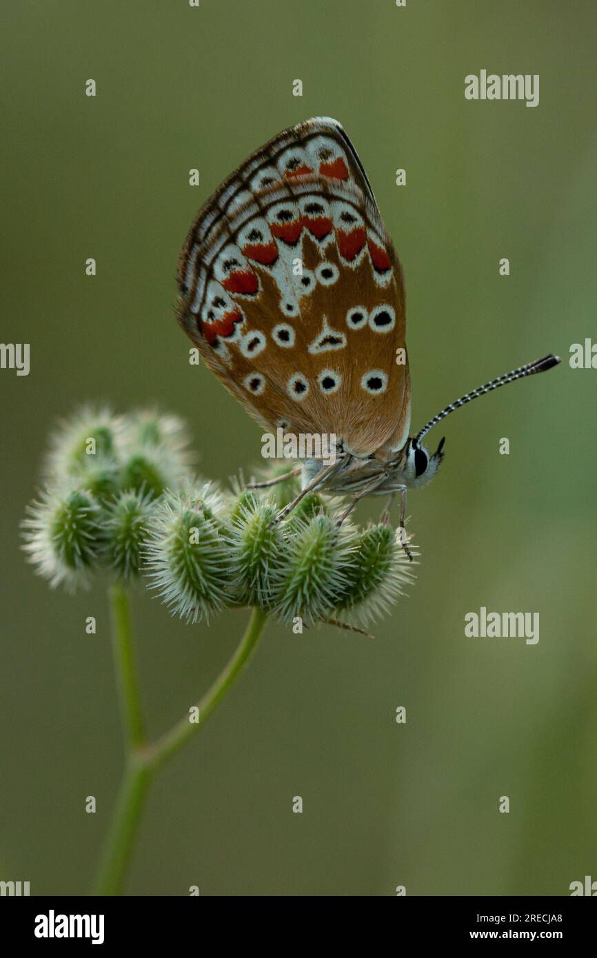 Papillon Argus brun, Aricia agestis perché sur une tête de graine Banque D'Images