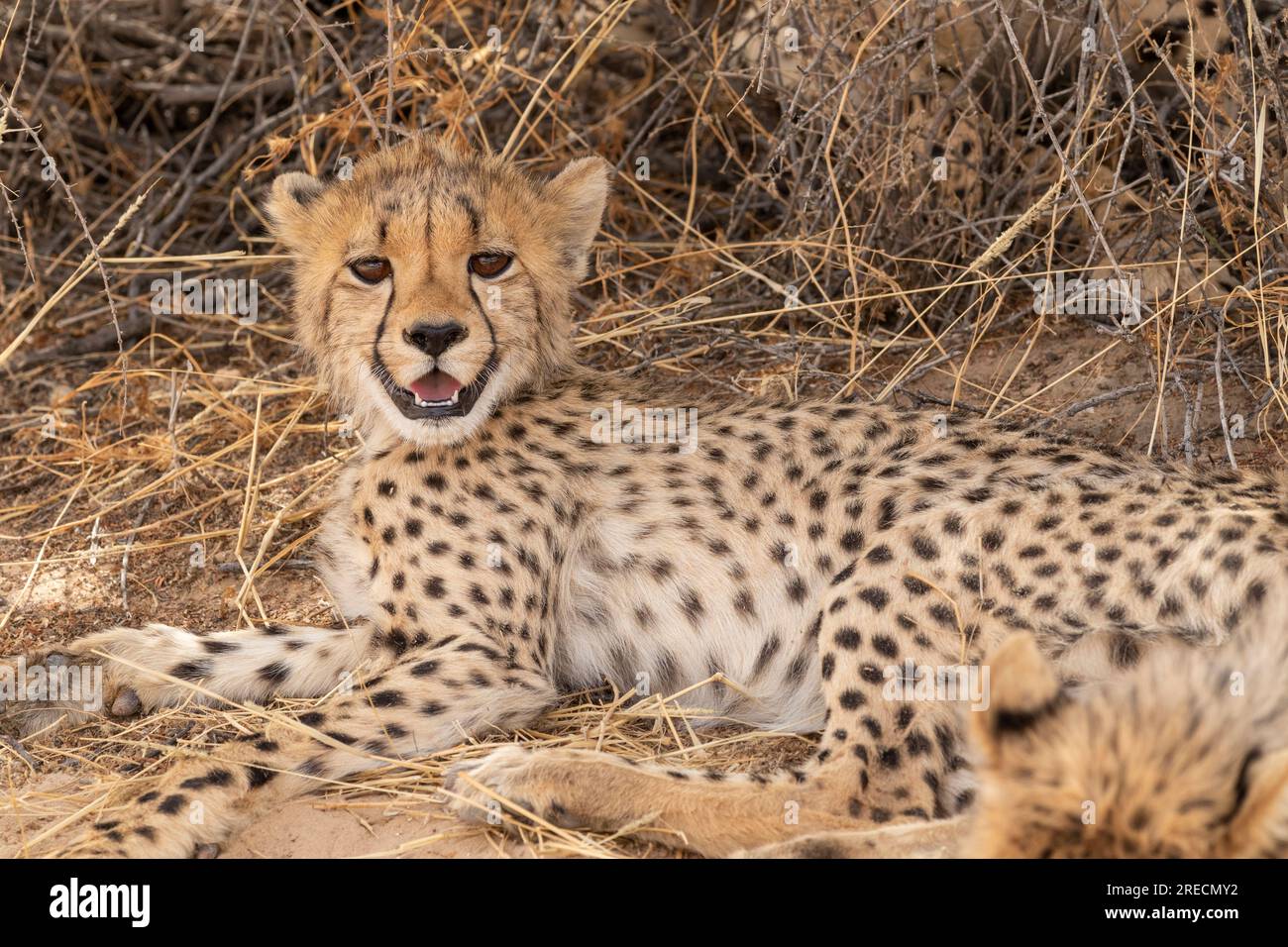 Un petit guépard reposant, mais alerte, à l'ombre dans le parc national transfrontalier de Kgalagadi, en Afrique du Sud Banque D'Images