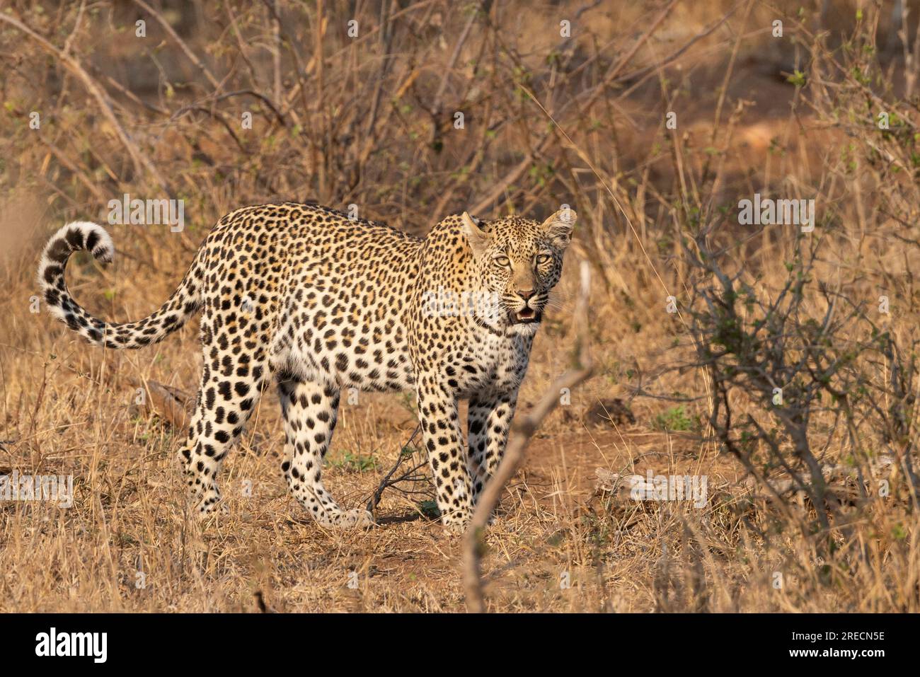 Un léopard adulte marchant au soleil dans le parc national Kruger, en Afrique du Sud Banque D'Images