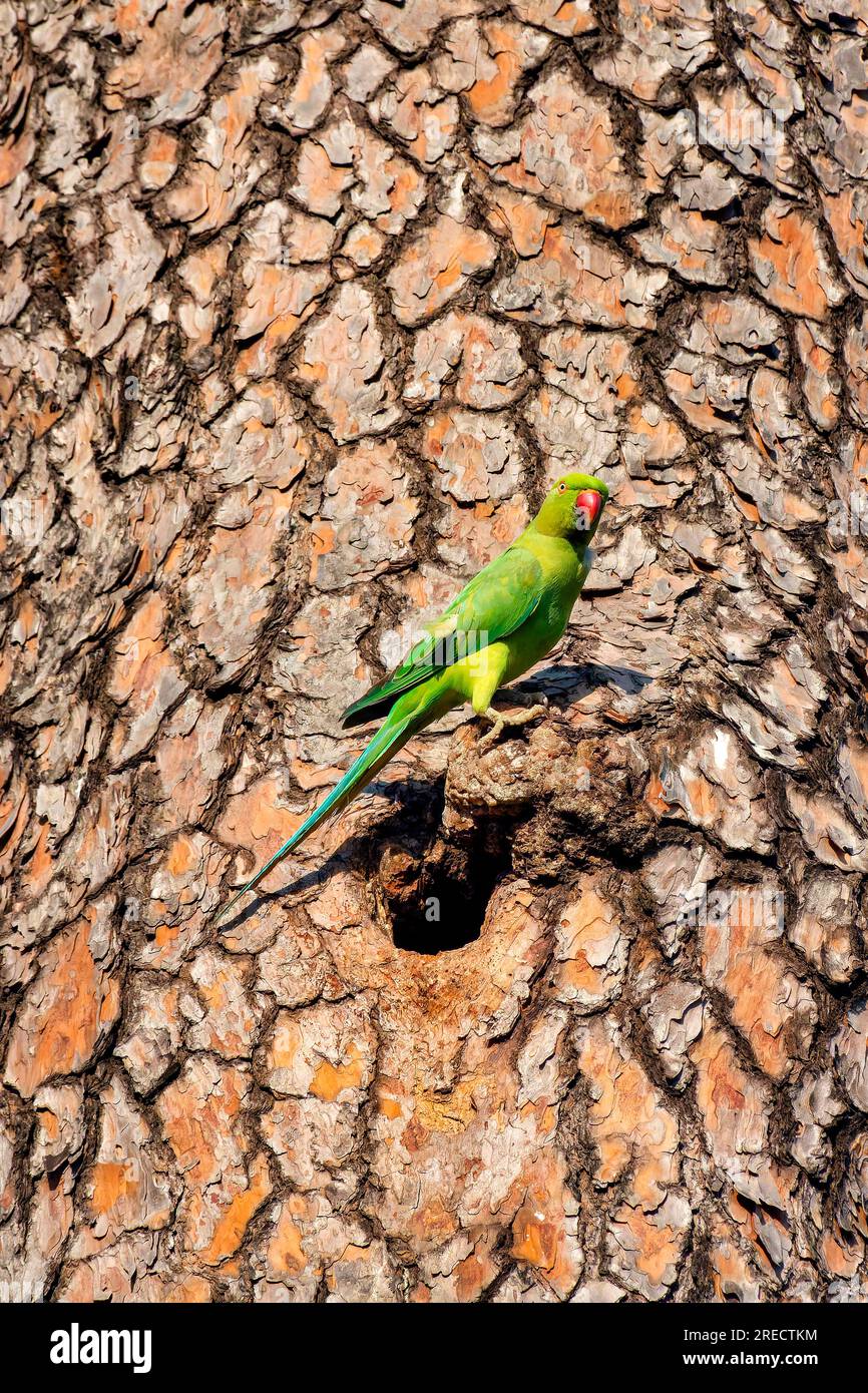 Perruche à anneaux roses (Psittacula krameri) près d'un trou d'arbre à Villa Celimontana, Rome, Italie Banque D'Images