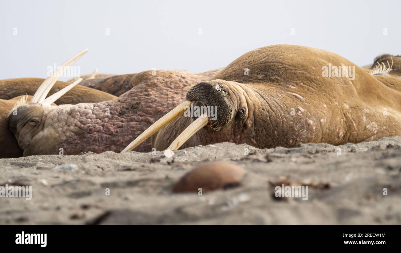 Un groupe de morses reposant sur la plage de Svalbard, Norvège Banque D'Images Un groupe de morses reposant sur la plage de Svalbard, Norvège Banque D'Images