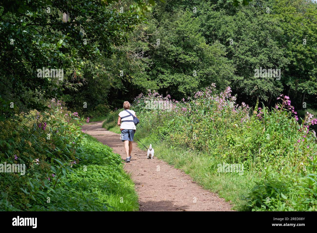 Un point de vue arrière d'une promeneuse de chien d'âge moyen sur un chemin de campagne un jour d'été, Weybridge Surrey Angleterre Royaume-Uni Banque D'Images