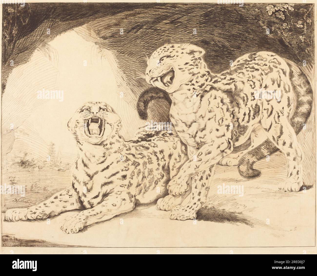 Samuel William Reynolds I d'après James Northcote, Leopards, 1798, gravure, stipple, et roulette travail sur papier couché [première épreuve], assiette : 48,1 x 60,3 cm (18 15/16 x 23 3/4 po.) Feuille : 51,9 x 70,3 cm (20 7/16 x 27 11/16 po), Fonds Gaillard F. Ravenel et Frances P. Smyth-Ravenel, 2002,65,4' Banque D'Images