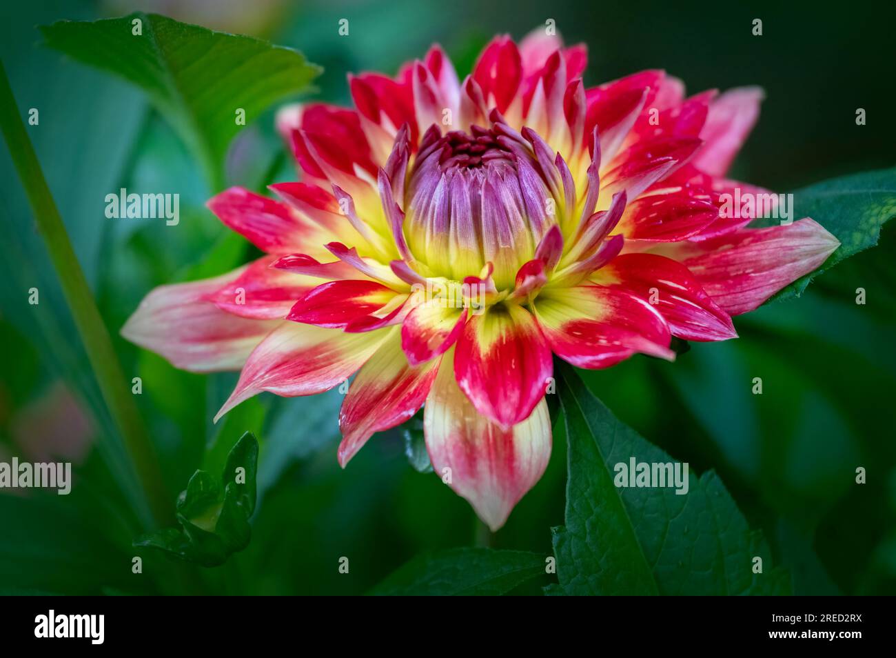 Une magnifique fleur de Dahlia rouge et jaune, recouverte de gouttes de pluie Banque D'Images