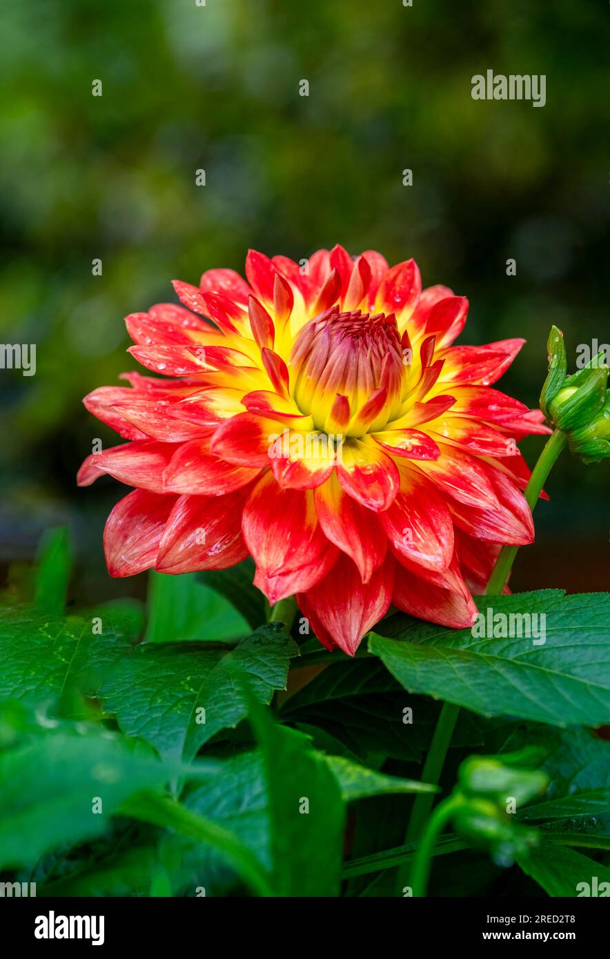 Une magnifique fleur de Dahlia rouge et jaune, recouverte de gouttes de pluie Banque D'Images