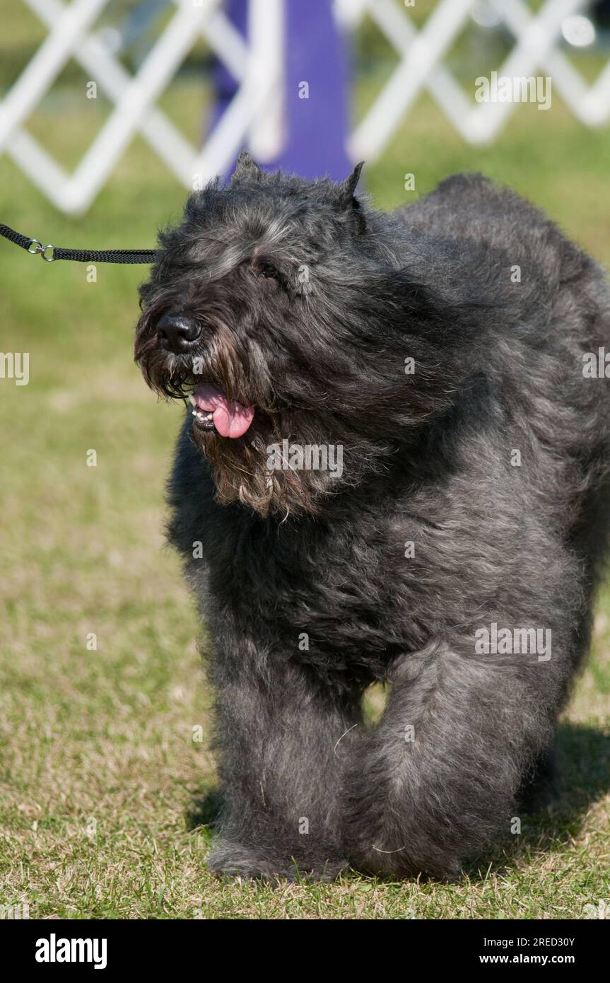 Terrier russe noir avec les cheveux moelleux et la langue dehors Banque D'Images