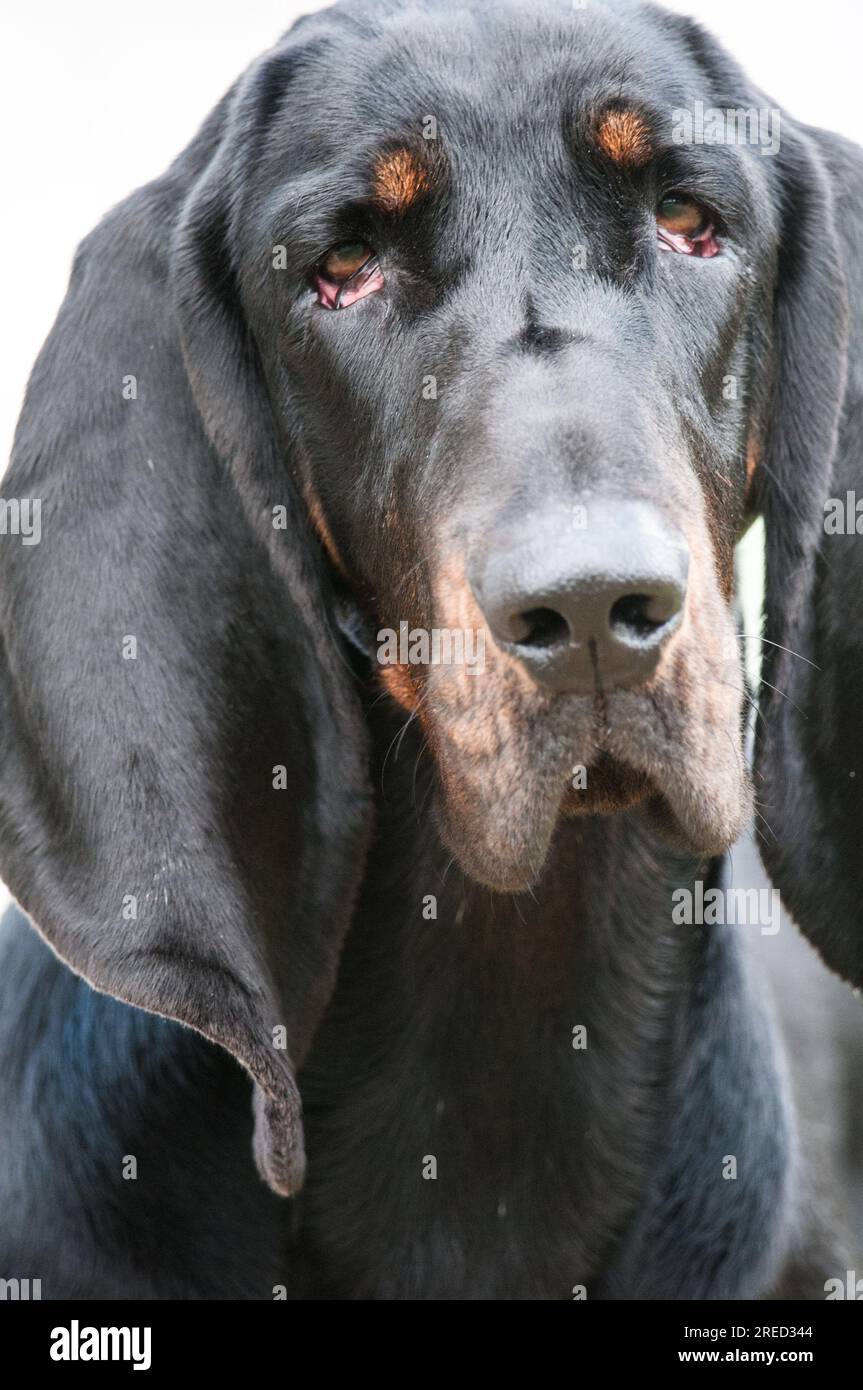 Gros plan de Coonhound noir et tan Banque D'Images