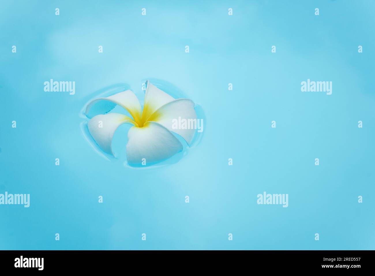 Vue de dessus Plumeria ou frangipanier sur la surface de l'eau. Ondulation d'eau et fleur blanche. Banque D'Images