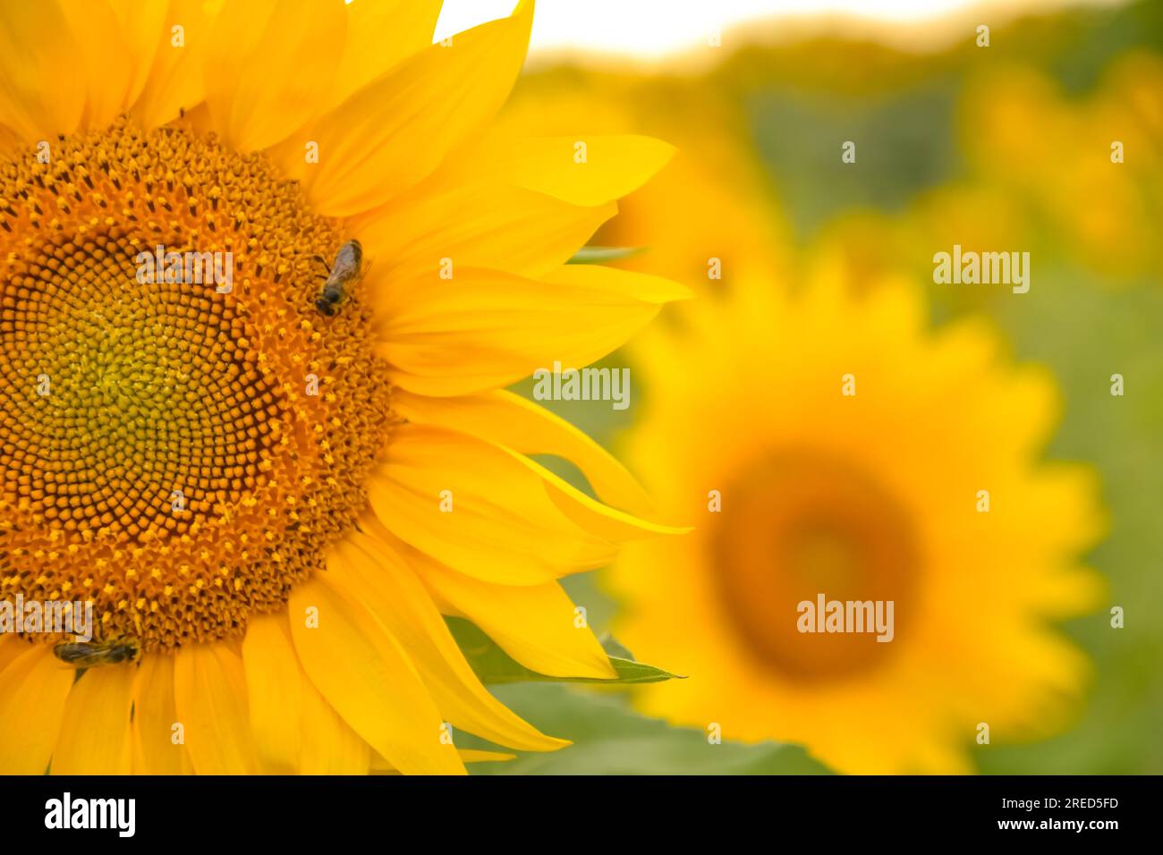 Tournesol en fleur. Les abeilles pollinisent la fleur. Production d'huile végétale, production de miel. Gros plan, espace copie. Banque D'Images