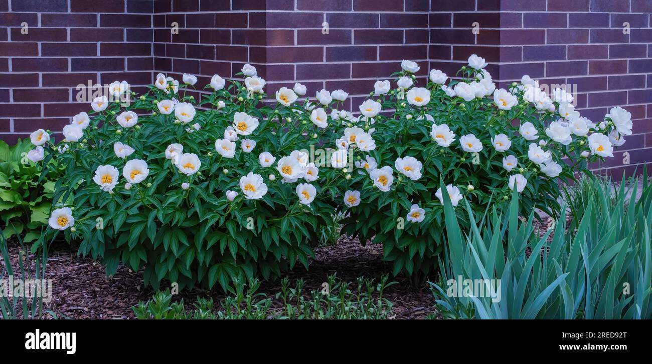 Beaux buissons de pivoines blanches, Paeonia lactiflora Pall, également connu sous le nom de jardin commun ou pivoine chinoise un matin de printemps à Boom Island Park. Banque D'Images