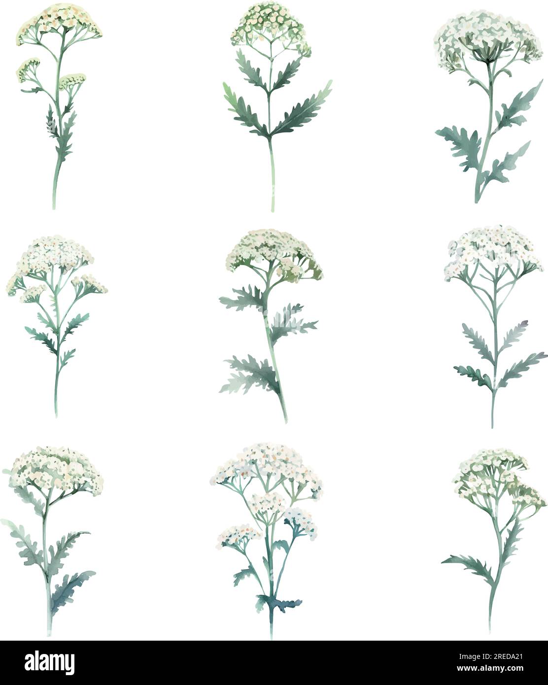 Yarrow.Aquarelle ensemble d'herbes. Illustration dessinée à la main isolée sur fond blanc Illustration de Vecteur