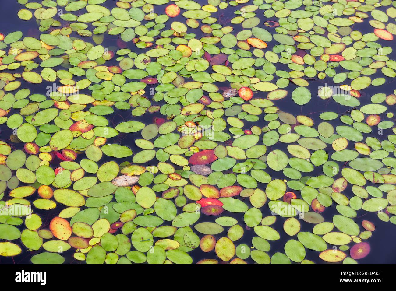 Gros plan du lac Bays Mountain où les plantes aquatiques flottent et s'élèvent au-dessus de l'eau. Banque D'Images