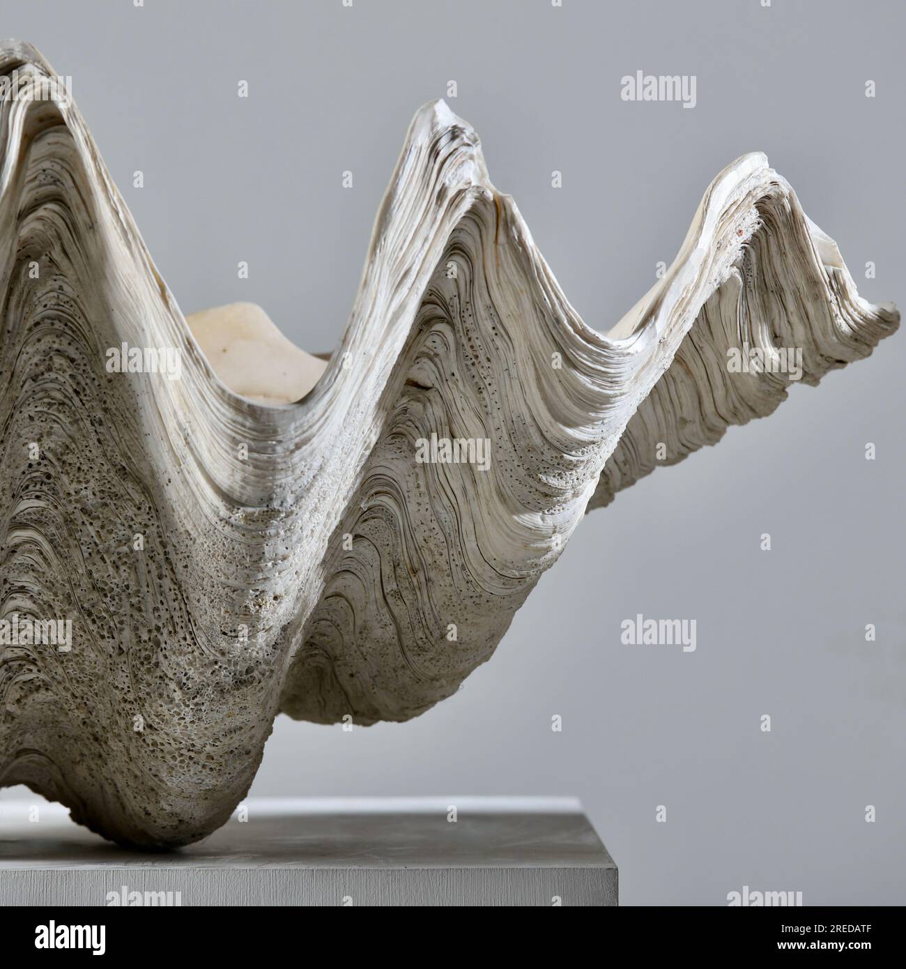Lot 3 Sculptures Coquillage Palourde Naturelle - Grande - Thème Ariel/Disney - Art Déco