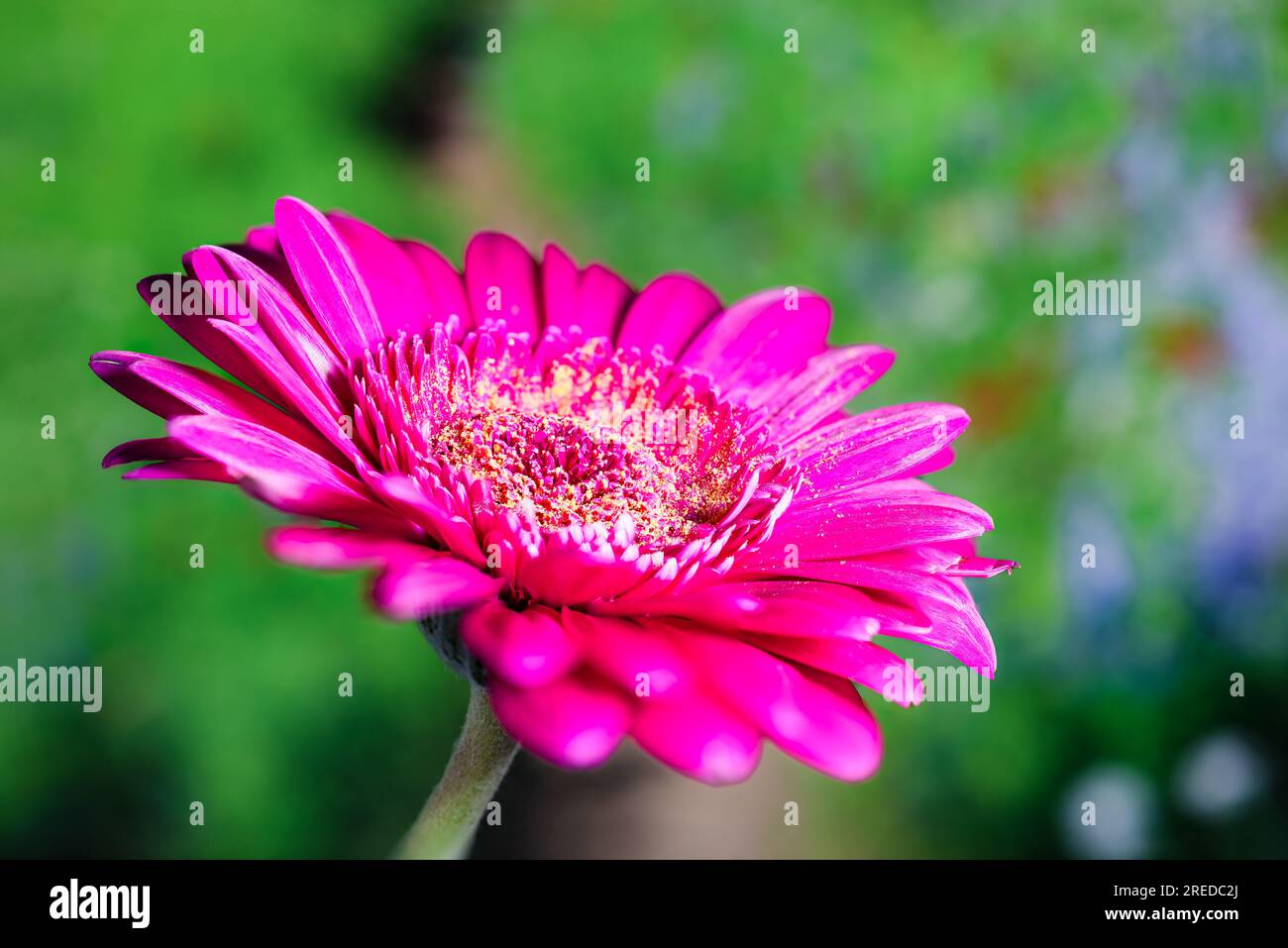 Admirez la beauté enchanteresse d'une Marguerite de Barbeton grâce à cette superbe photo macro, ornée de poussière dorée, rayonnant la splendeur de la nature Banque D'Images