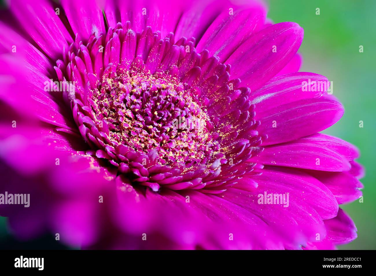 Admirez la beauté enchanteresse d'une Marguerite de Barbeton grâce à cette superbe photo macro, ornée de poussière dorée, rayonnant la splendeur de la nature Banque D'Images