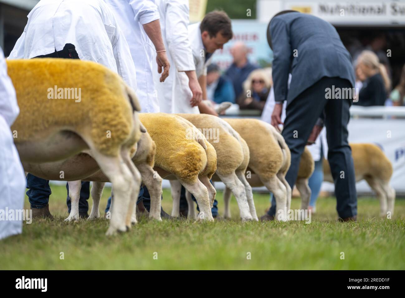 Montrer des moutons au Royal Wells Show à Buith Wells, 2023. Banque D'Images