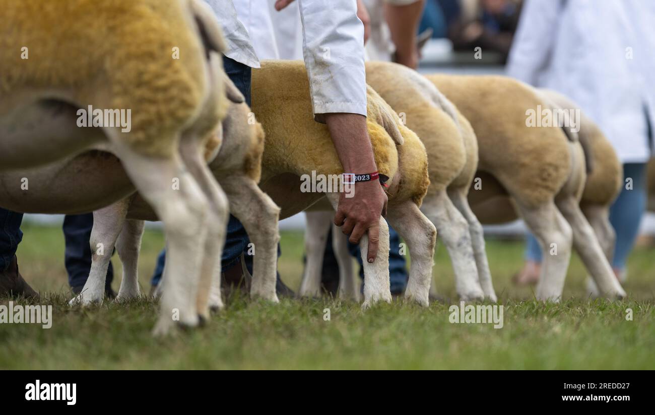 Montrer des moutons au Royal Wells Show à Buith Wells, 2023. Banque D'Images